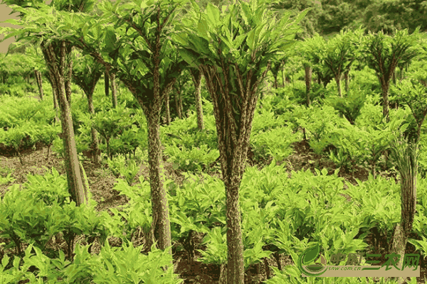 种植高产魔芋的田间管理方法有哪些(种植高产魔芋的田间管理方法)